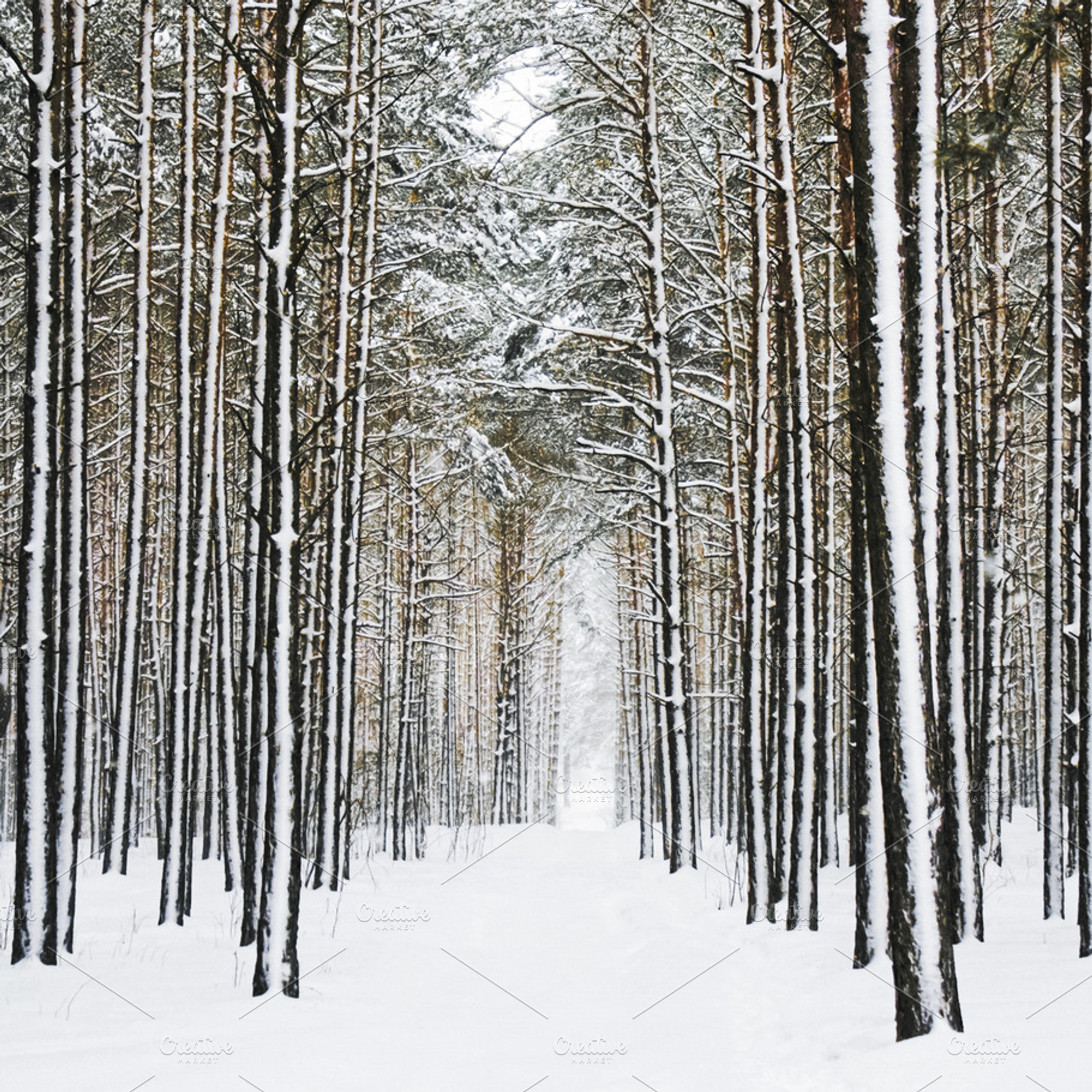 Snow covered path winding through a silent winter forest, toweri, a Photo by Studio ANNA