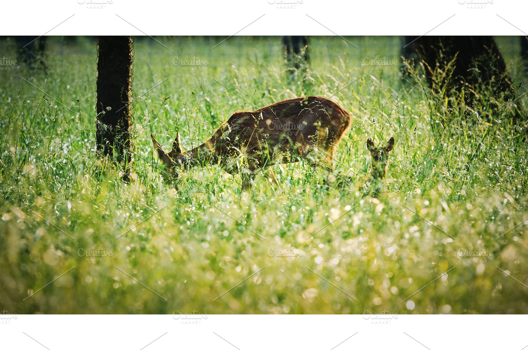 Deer and Fawn Grazing in Long, an Animal Photo by Our Amazing World