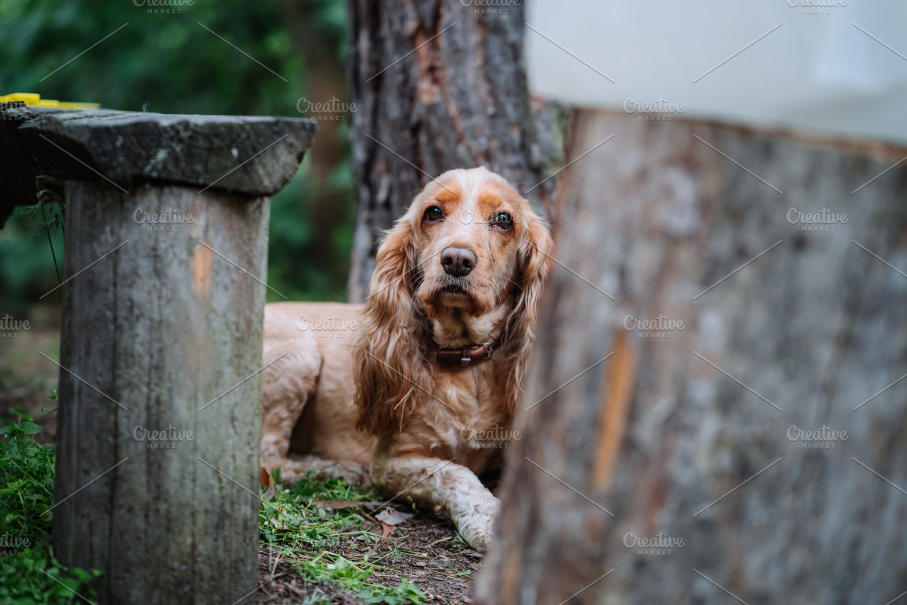 Relaxed Dog Resting Outdoors in Nature, an Animal Photo by Red Hot Chili Pepper Shop