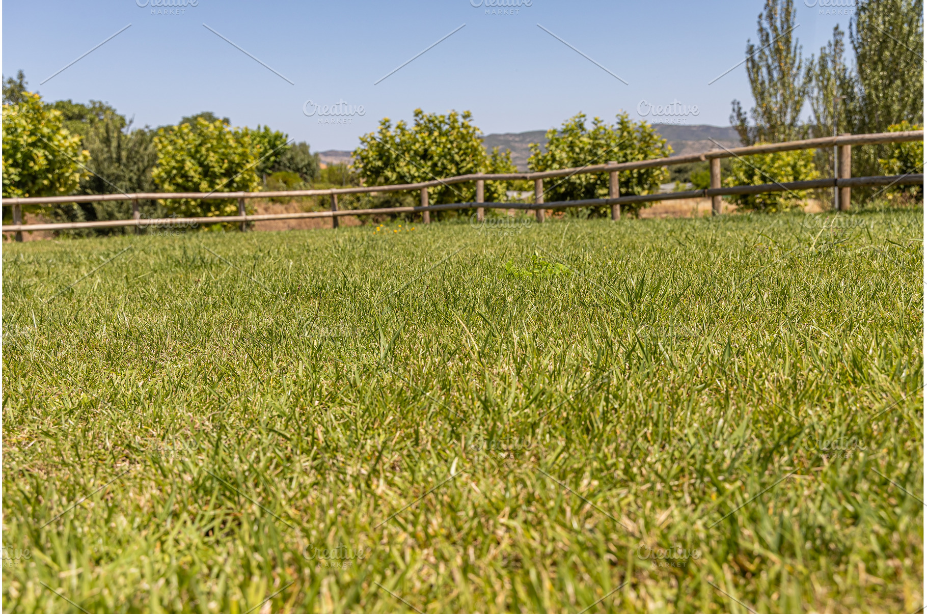 Summer landscape with a green lawn, a Nature Photo by Illustrations&photos