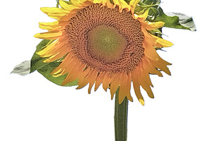 Big sunflower isolated photo, a Nature Photo by DanFLCreativo