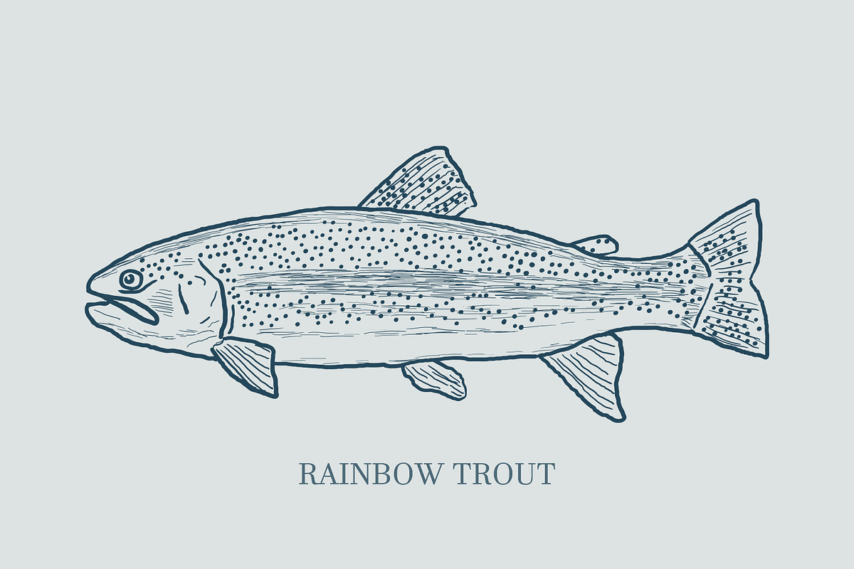 Hand drawn vectors of saltwater fish, an Animal Illustration by Naty Art (Photo 11 of 11)