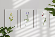 Field and meadow wild flowers set, a Decorative Illustration by Good Studio (Thumbnail 4 of 4)