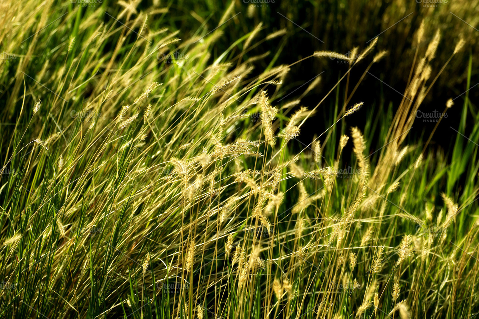Field Background