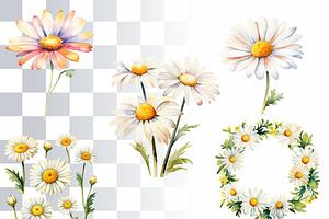 Daisy Flowers Watercolor Clipart Set