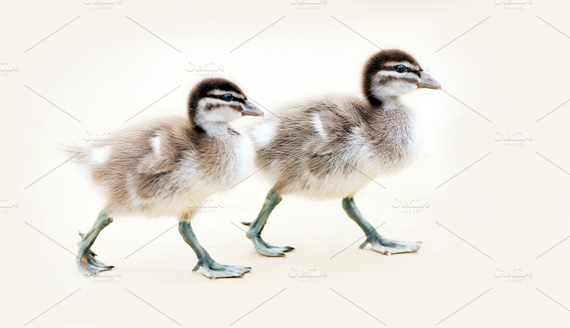 Cute Ducklings On Sand, an Animal Photo by THP Creative