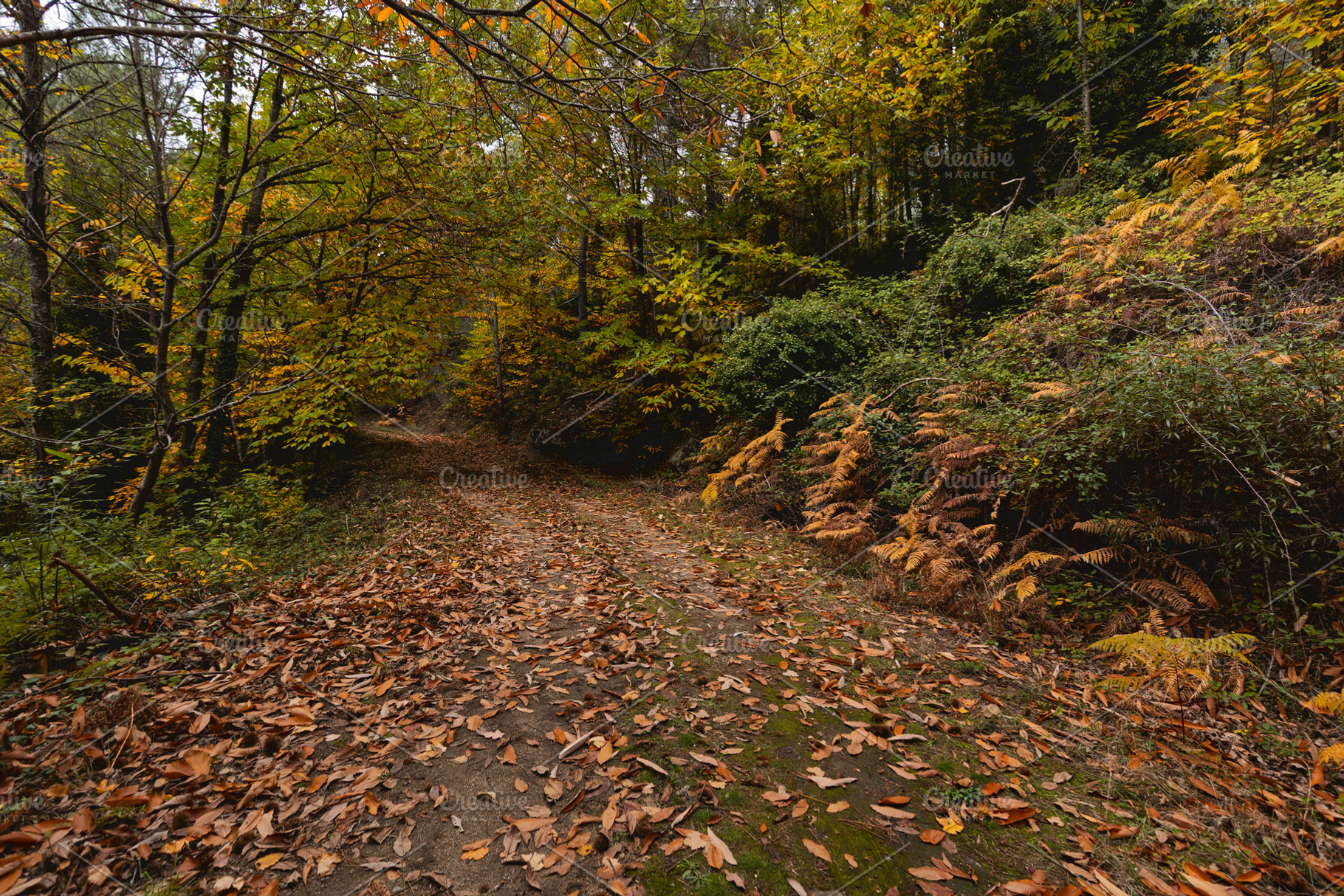 Forest path covered in leaves in aut, a Nature Photo by Perpis