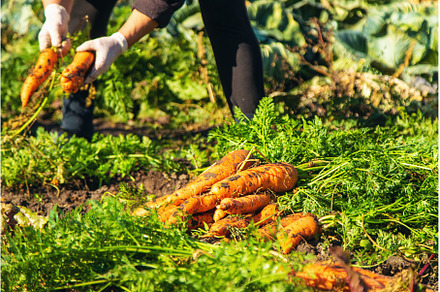 Carrot harvest in the garden, a Food & Drink Photo by yanadjana