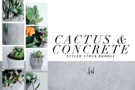 Cactus & Concrete - Styled Bundle
