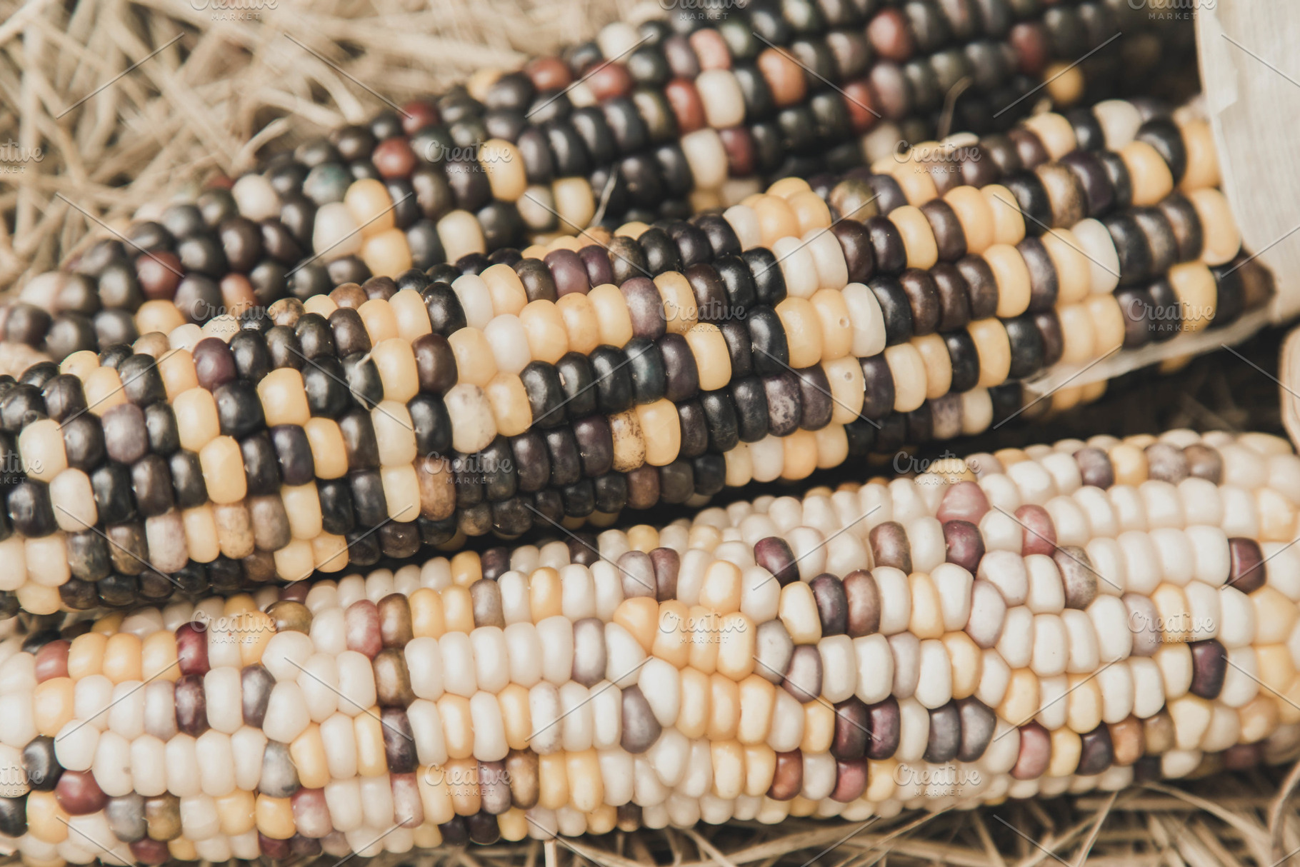 Corn Kernels Up Close, a Food & Drink Photo by Tamara Lance