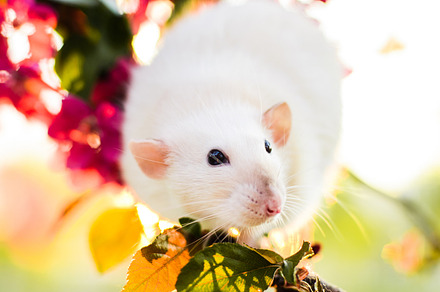 Cute fancy rat sitting in rose apple blossom featuring white, beige, and