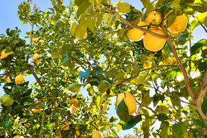 Lemon Tree, a Nature Photo by Wild Wanderer Photography