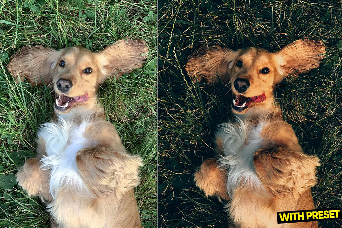 Love Dogs Presets for Lightroom, a Preset Add-On by Hubzway (Photo 4 of 5)