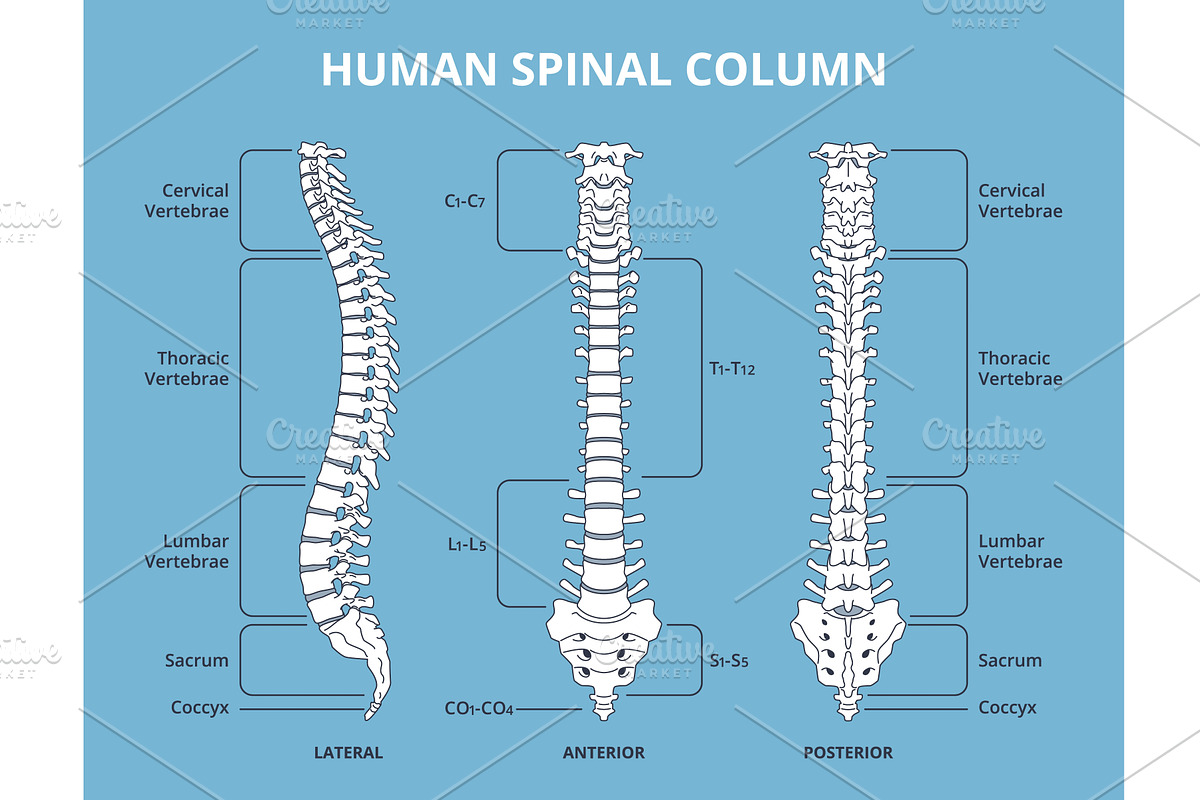 Human spinal column. Vertebral, an Object Illustration by YummyBuum