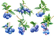 Blueberry, botanical illustration, a Food Illustration by Hanna Hryharenka (Thumbnail 3 of 9)
