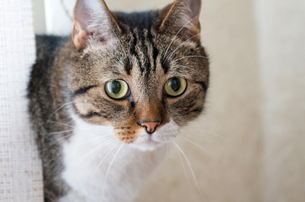 Little gray striped cat, an Animal Photo by Vapi