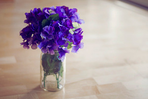 Purple Hydrangias