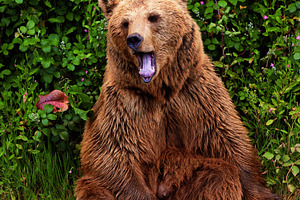 Brown bear sitting in the forest wit, an Animal Photo by Perpis