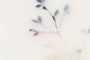 Foggy Flower Collection, a Background Graphic by nkate (Thumbnail 10 of 11)