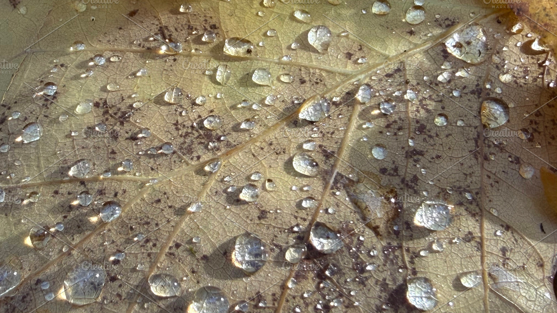 Close-up of a leaf with water droplets and dirt particles., a Nature Photo by Textures & Backgrounds