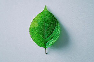 Vibrant green leaf with detailed veins centered on a clean white, an Abstract Photo by Ales Munt