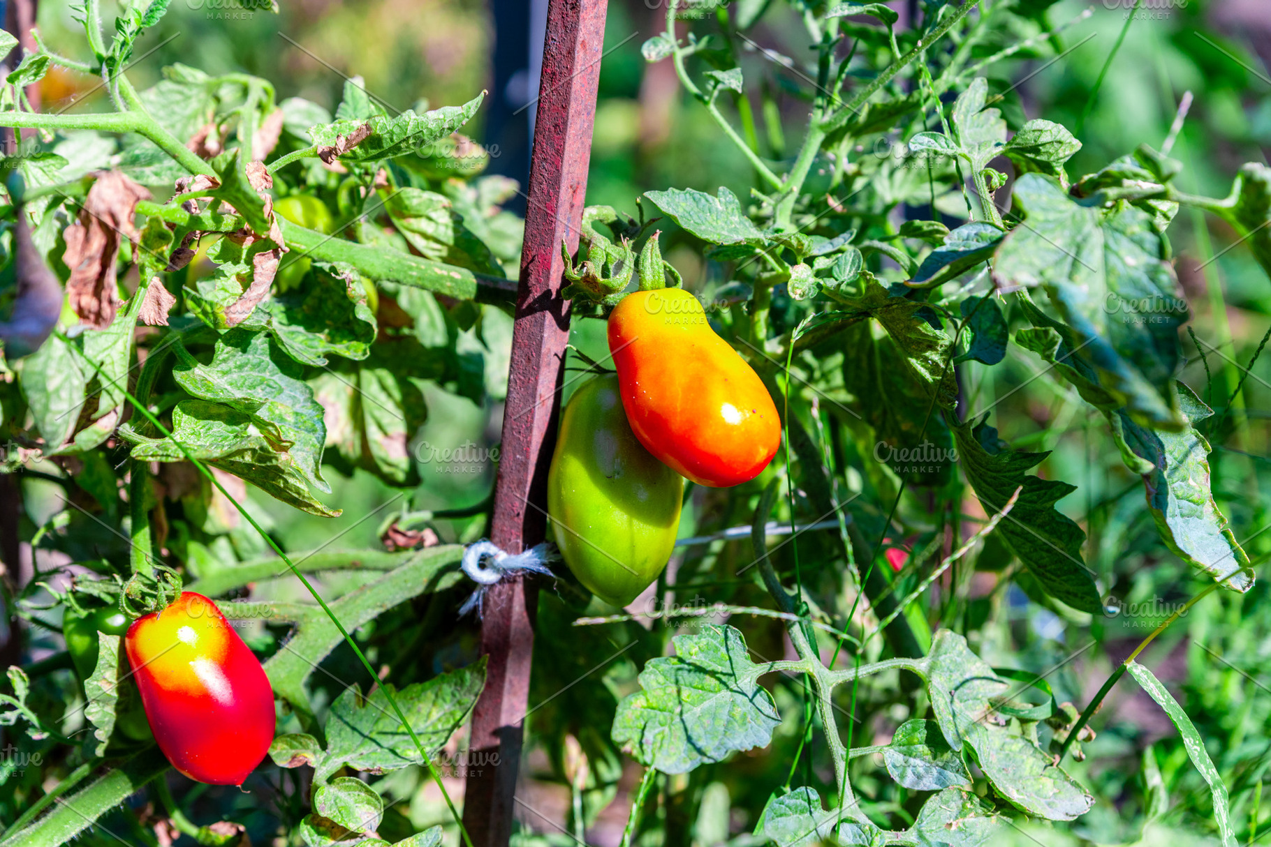 Ripe Roma Tomatoes on Vine, a Nature Photo by Ales Munt