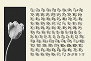Northvale Blackletter Serif Font, a Blackletter Font by Heinzel Std (Thumbnail 4 of 10)