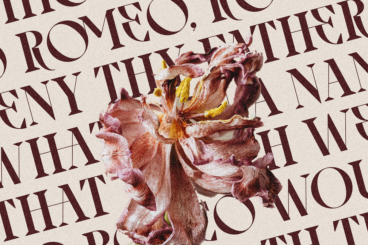 Archer Display - Ligature Serif Font, a Serif Font by SilverStag Type Foundry (Photo 2 of 29)