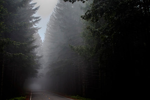 Misty Redwood Forest Road, a Nature Photo by Jillian Butolph