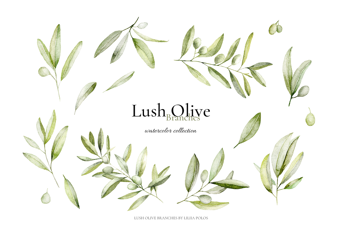 Olives – Watercolor & Line Art, a Decorative Illustration by Liliia Polos Illustration (Photo 5 of 12)