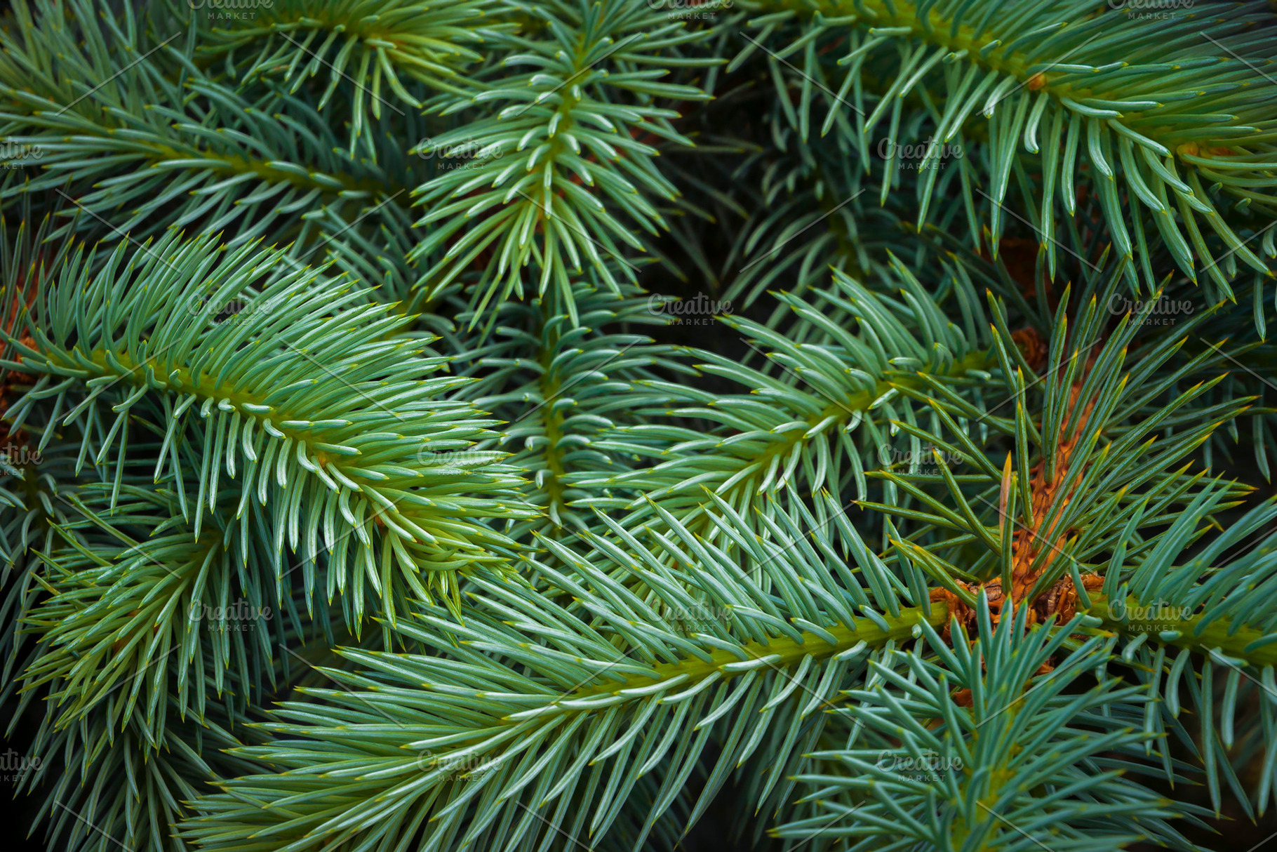 Young blue spruce branches, a Nature Photo by SergeKa