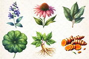 Medicinal Plants Clipart PNG Bundle, an Illustration by DreamCafeArt (Thumbnail 2 of 9)