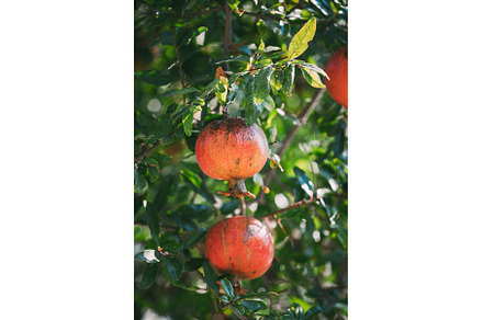 Ripe Pomegranates Hanging On Branch, a Food & Drink Photo by Our Amazing World