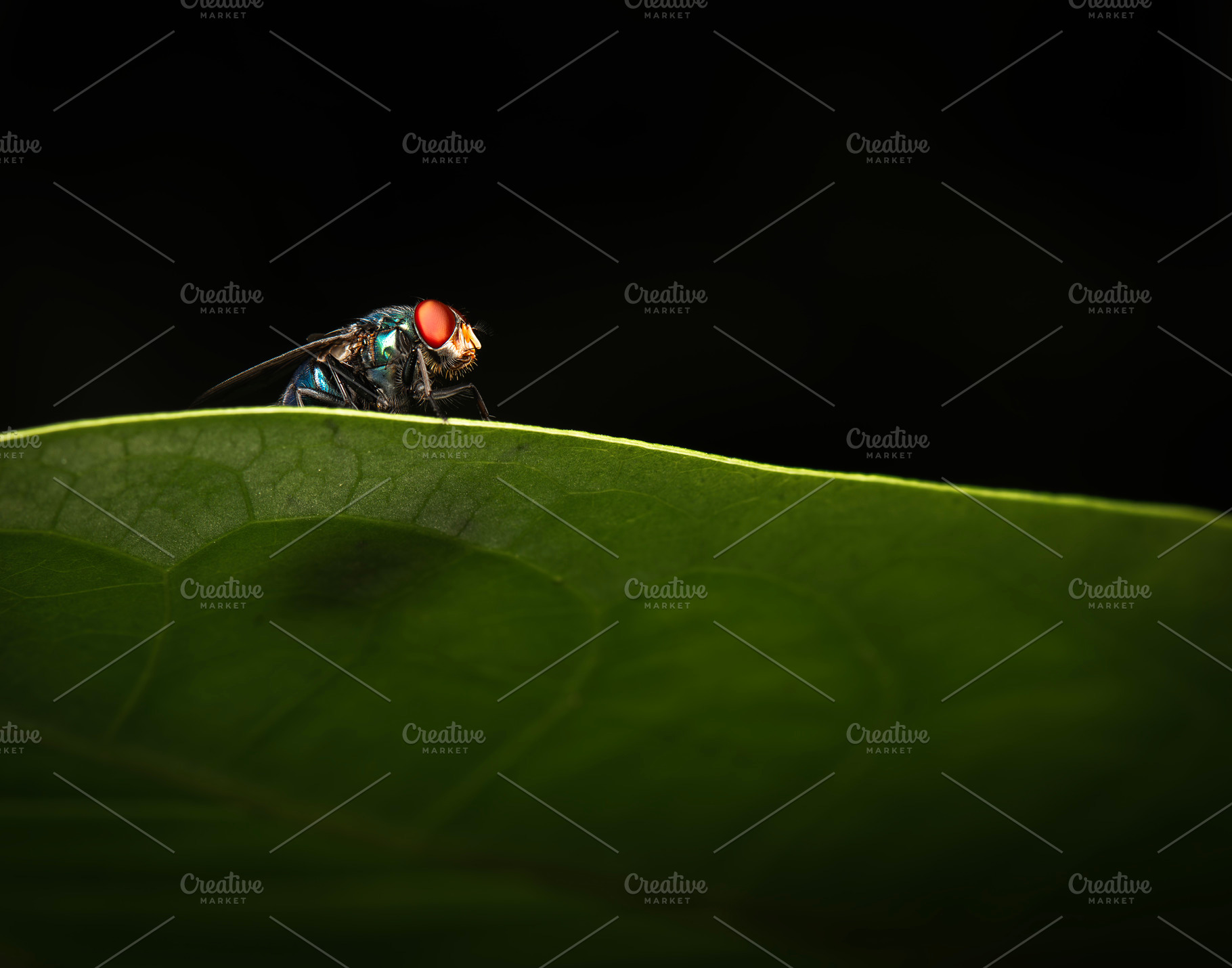 Green bottle fly, an Animal Photo by Rob D Animal Photography