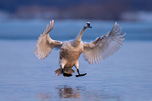 Mute swan, Cygnus olor, single bird in flight at evening, an Animal Photo by Byrdyak
