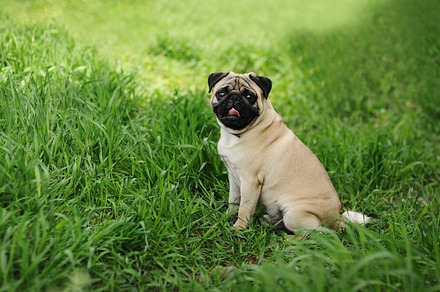 Pug sitting on the green grass