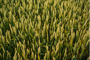 Golden wheat field with ripe ears of, an Industrial Photo by volodymyrshtun13795