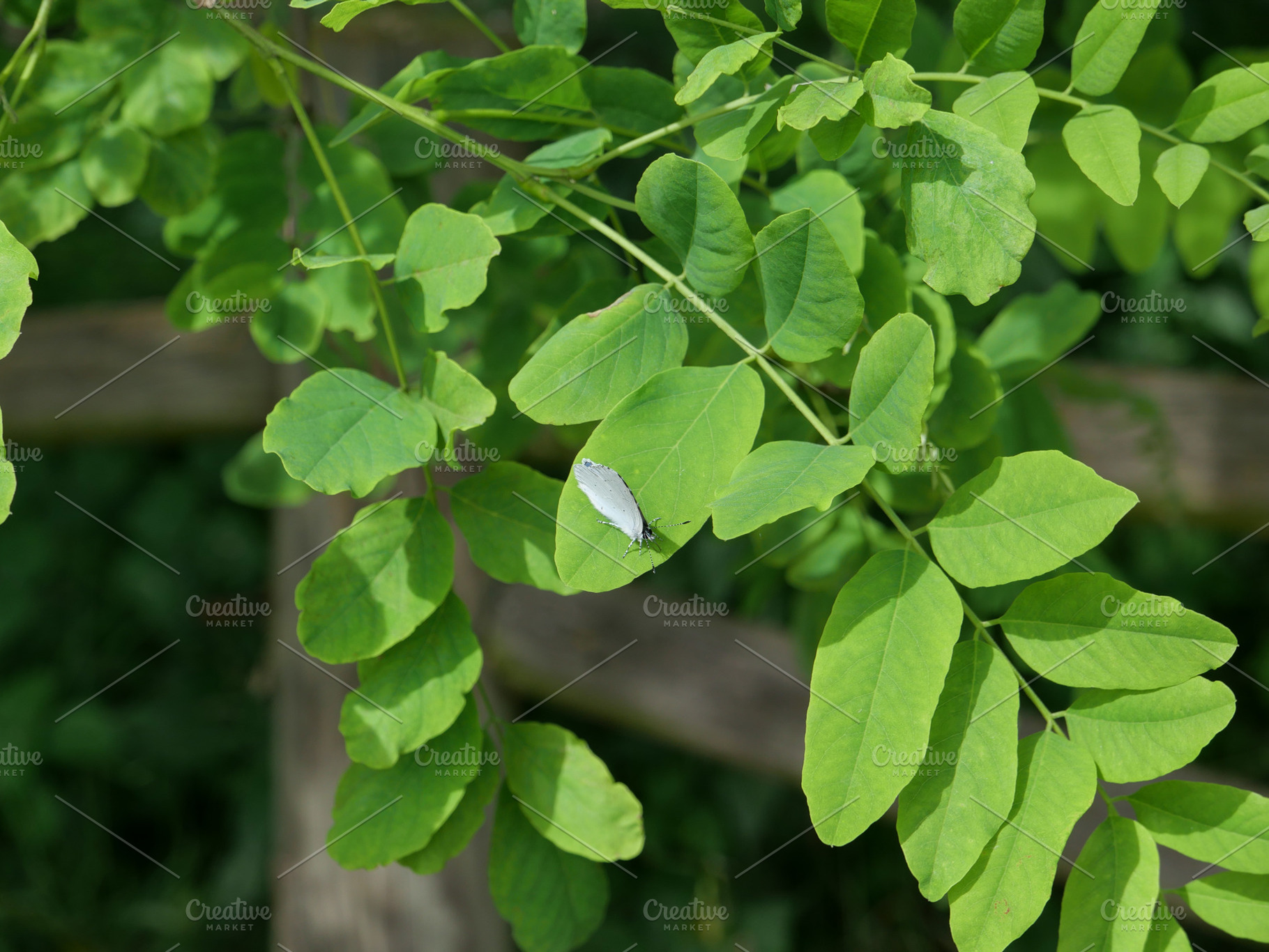 summer azure butterfly on acacia tree, a Photo by WorldOfPhotos