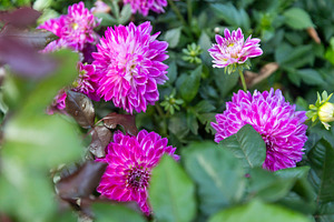 Vibrant Pink Dahlias, a Nature Photo by Imaginarium