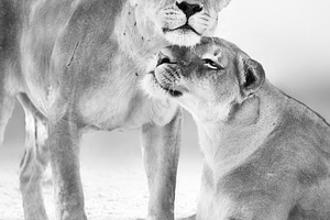 Lion affection