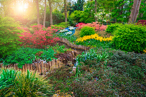 Blooming tulips and colorful flowers, a Nature Photo by Alpine Dreams