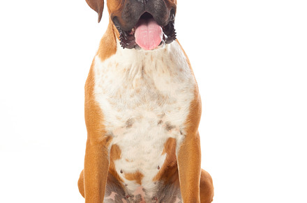 Cute pet featuring dog, boxer, and canine, an Animal Photo by José Manuel Gelpi