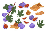 Sweet fig fruit, hand-drawn set, a Food Illustration by Good Studio (Thumbnail 3 of 3)