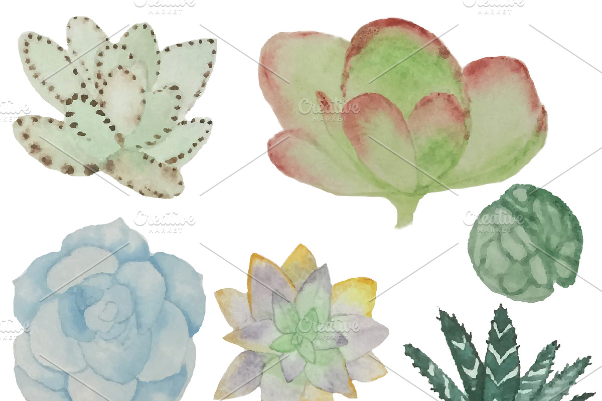 Watercolor Cacti & Succulent 4 pack, an Illustration by Valeri Nick (Photo 5 of 6)