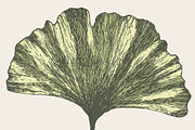 Ginkgo leaf, a Healthcare Illustration by TheMountBirdStudio (Thumbnail 2 of 2)