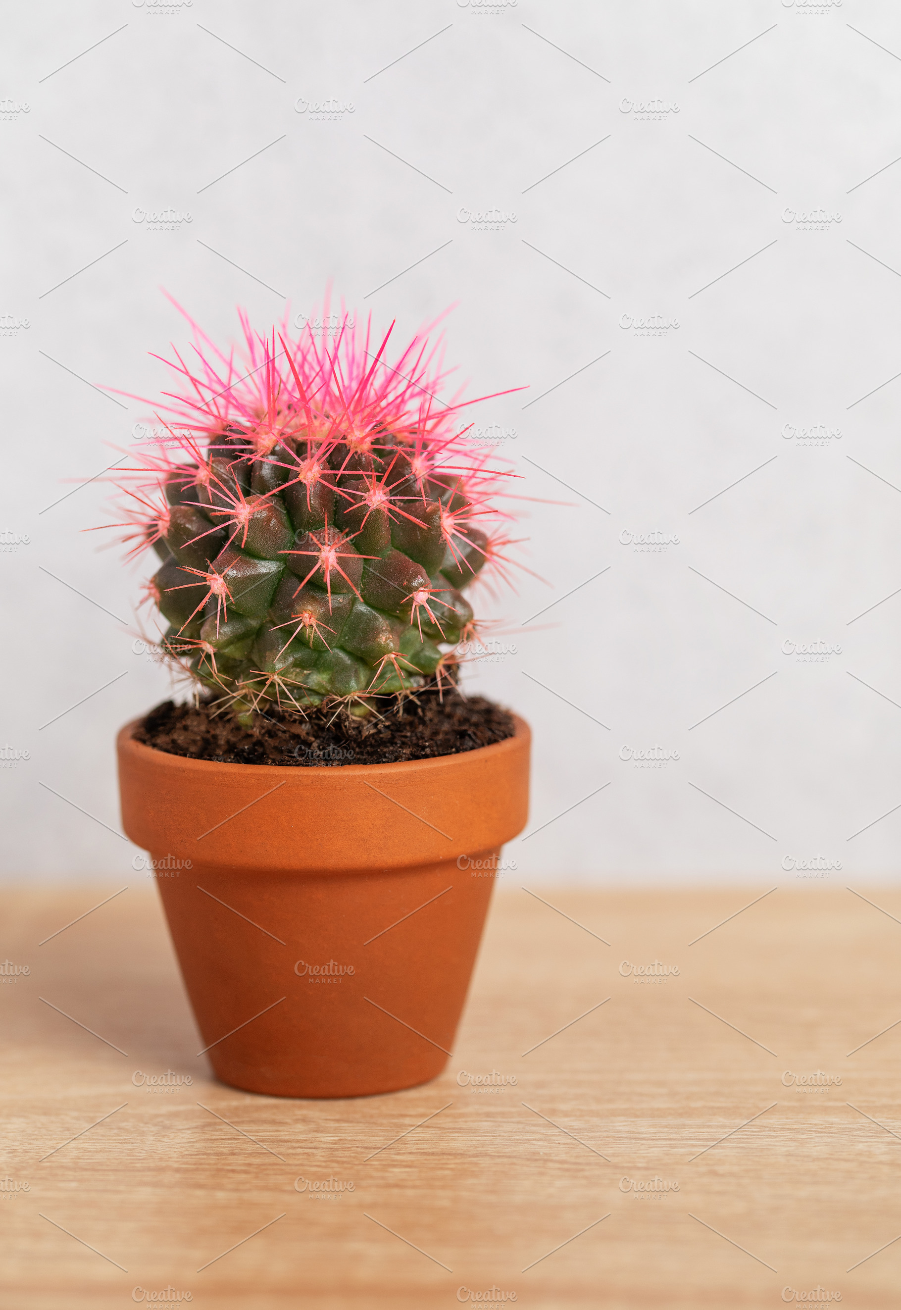 Small pink cactus growing in terracotta pot on wooden table, a Background Photo by Olena Rudo