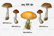 Botanical art watercolor and pencils, a Food Illustration by ViktoriArt (Thumbnail 5 of 16)