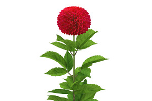 Dahlia Red