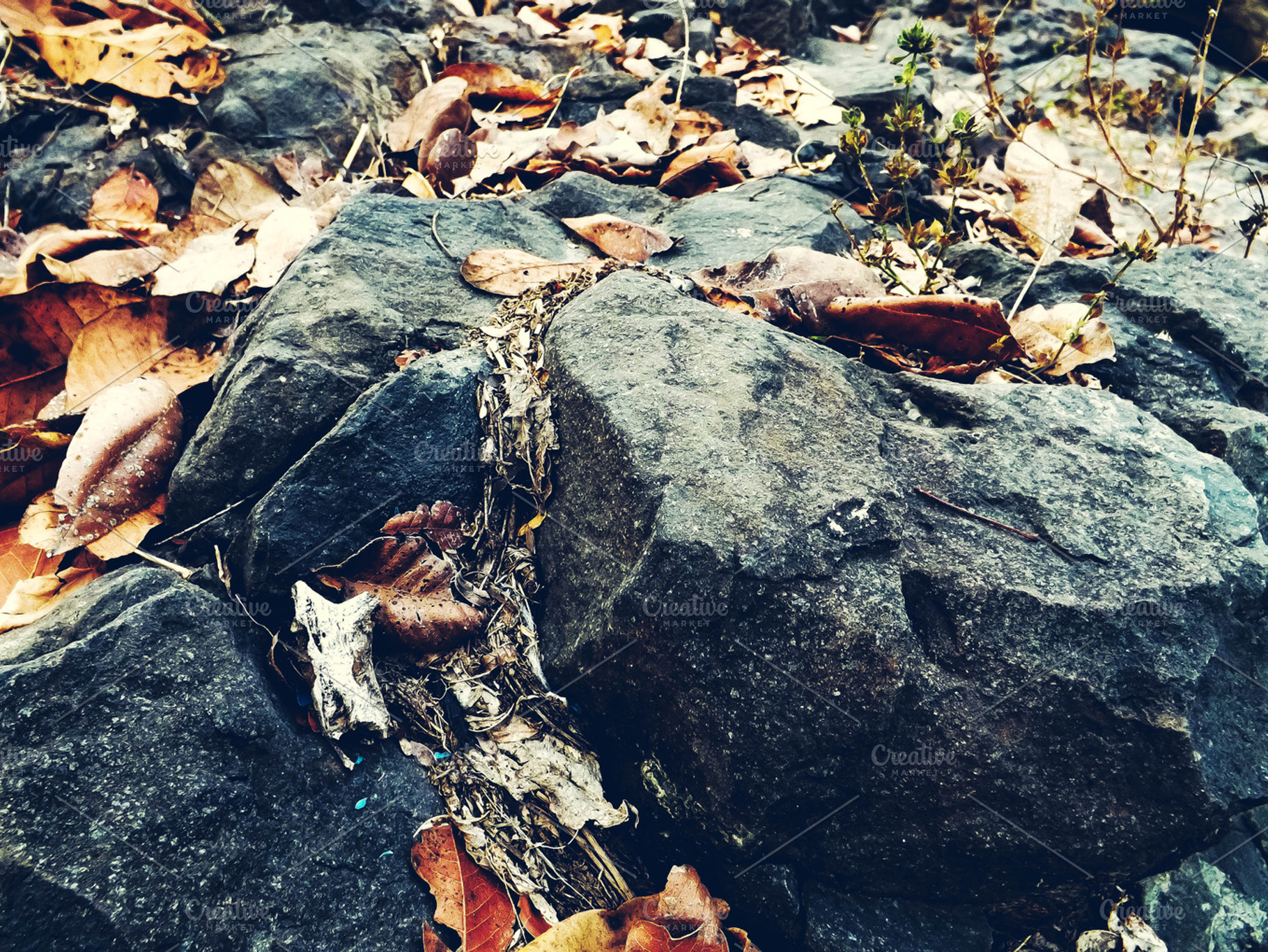 Autumn On Rocks, a Nature Photo by alyaphotoworks