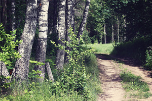 Country road, a Nature Photo by BOOCYS